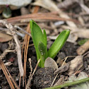 Hyacinthus (Hyacinths)
