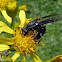 Vespa social (Social Wasp)