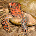 Three-toed Box Turtle