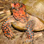 Three-toed Box Turtle