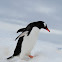 Gentoo Penguin