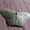 Micronia moth