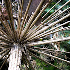 Giant Hogweed (faded)