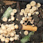 Unknown mushrooms