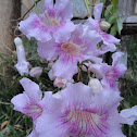 Rhododendron,