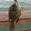 Yellow Bellied Bluegill Perch