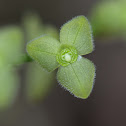 Stelis orchid