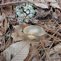 Freshwater Mussel