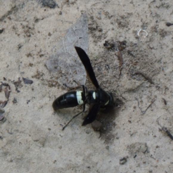 Spotting Image 1