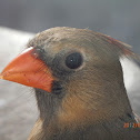 Northern Cardinal Female