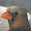 Northern Cardinal Female
