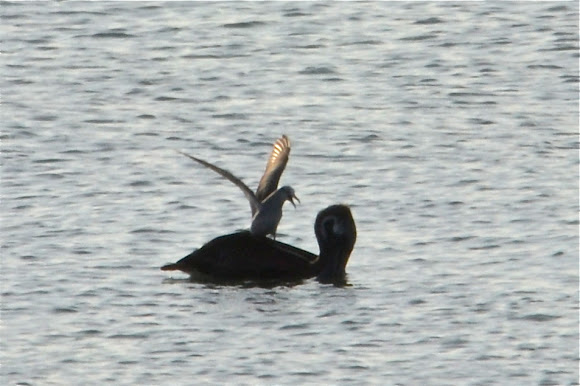 Spotting Image 1