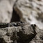 Texas Spiny Lizard (Again)