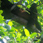 Mantled Howler Monkey