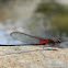 Canyon Rubyspot