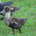Muscovy duck