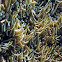 Branching Anemone