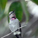 Anna's hummingbird