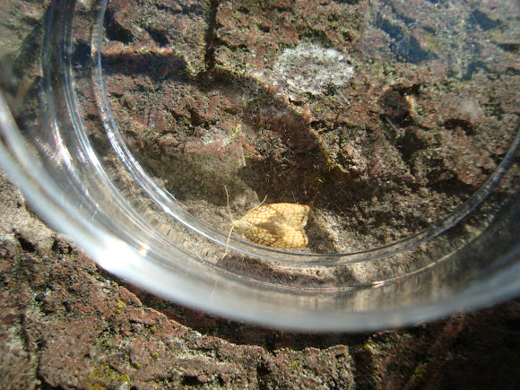Spotting Image 1