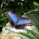 Blue Morpho
