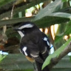 White Browed Robin ( Buff sided Form)