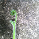 Squash vine tendrils
