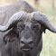 African buffalo