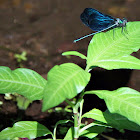 Vestail luctuosa