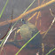 Unknown Turtle