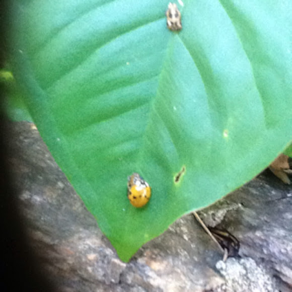 Spotting Image 1