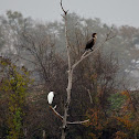 Cormorants  & Great White Egret