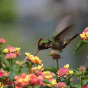 Frilled Coquette