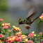Frilled Coquette