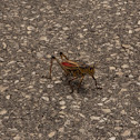 Southeastern Lubber grasshopper