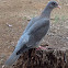 Bare-eyed pigeon