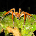 Wandering Spider