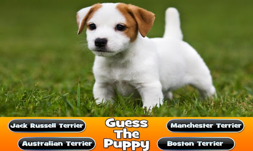 【免費益智App】Guess The Puppy Trivia-APP點子