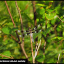 Twelve-spotted Skimmer