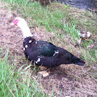 Muscovy Duck