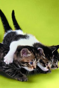 How to download Cat Dog Funny Puzzle 1.1 apk for bluestacks
