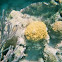 Trunkfish