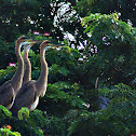 Purple Heron