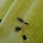 Cosmet Moth