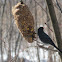 Dark-eyed Junco