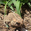 Toad