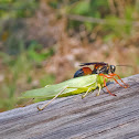 Great Golden Digger Wasp
