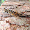 Oruga