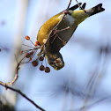 Evening Grosbeak