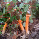 Stinkhorn Mushroom