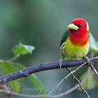 Red-headed Barbet